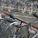 Lumix DMC-GF1到着！ image 58