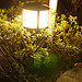 Lumix DMC-GF1到着！ image 62