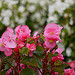 Lumix DMC-GF1到着！ image 44