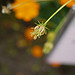 Lumix DMC-GF1到着！ image 42